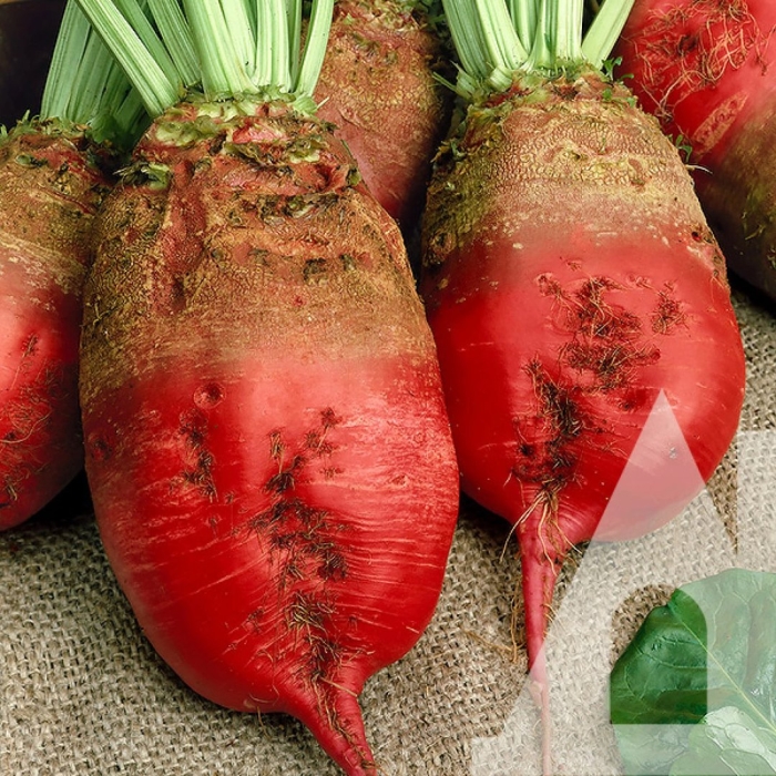 Свёкла кормовая эккендорфская красная