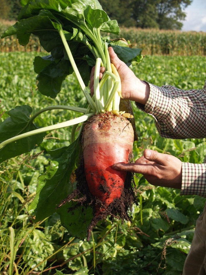 Свёкла кормовая эккендорфская красная