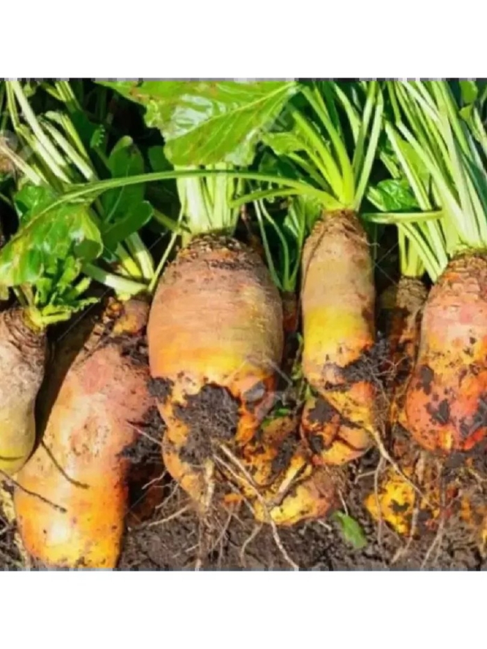 Свекла кормовая урсус поли