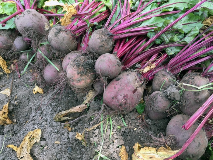 Свекла сорта