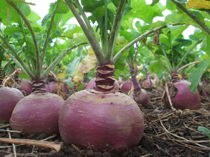 Брюква кормовая куузику