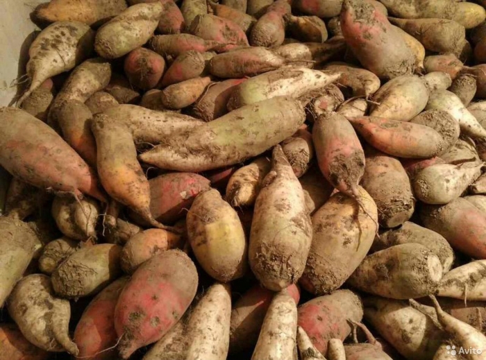 Свекла кормовая урсус