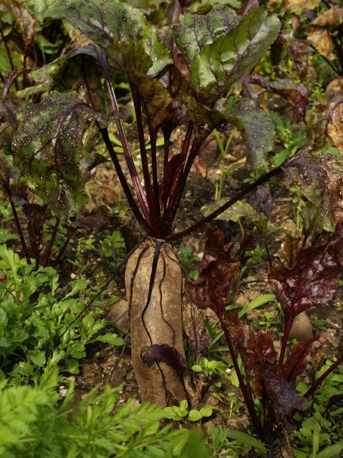 Дикая свекла