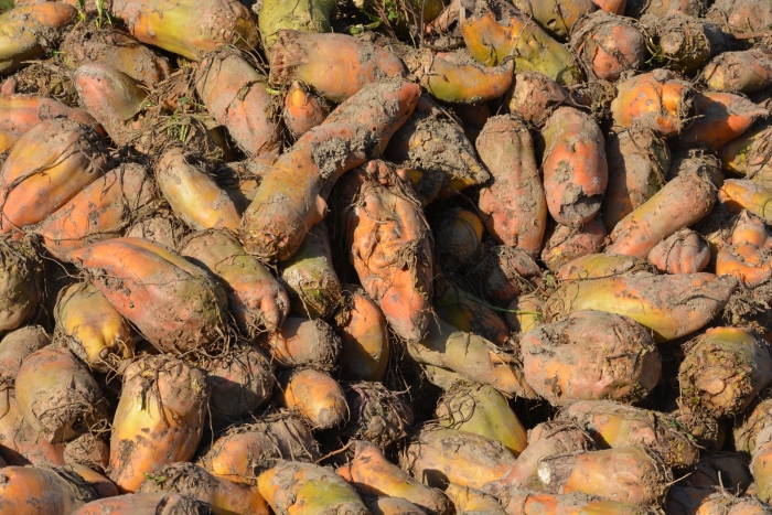 Свекла кормовая северная оранжевая