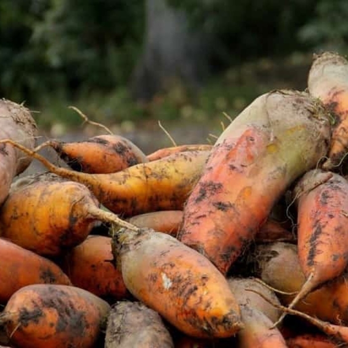 Свекла кормовая эккендорфская желтая