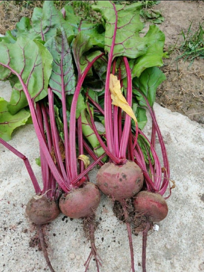 Свекла обыкновенная