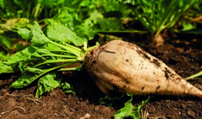 Корнеплод сахарной свёклы