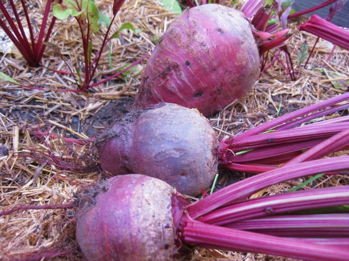 Свекла водан