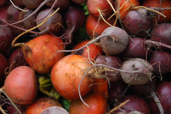 Корнеплод свеклы
