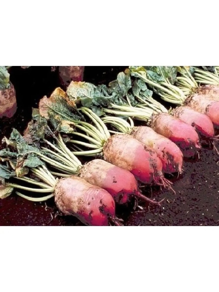 Свекла кормилица кормовая