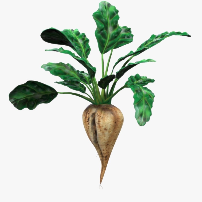 Сахарная свекла