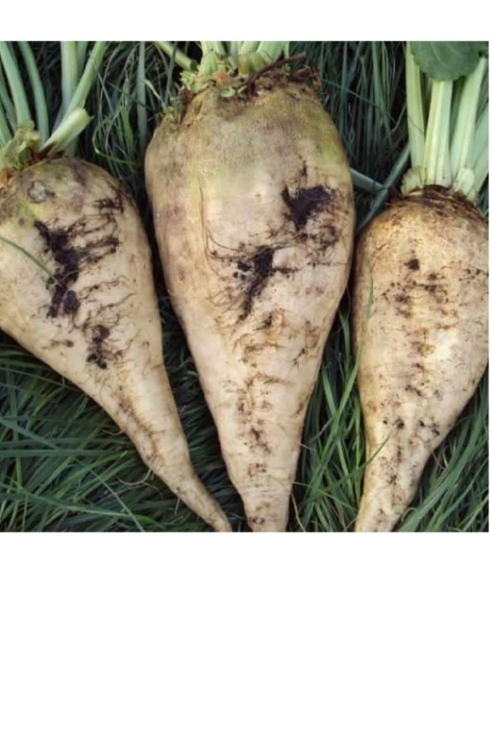 Свекла центаур