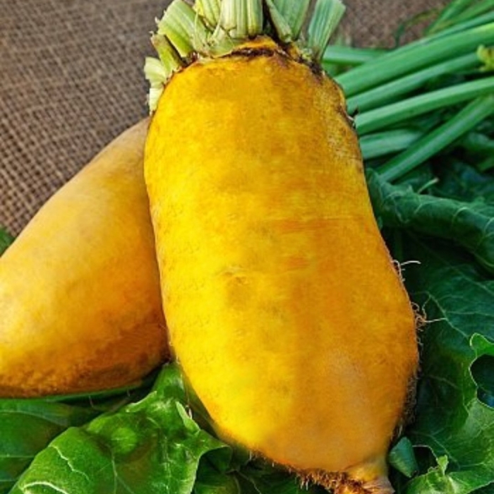 Свекла кормовая эккендорфская желтая 1 кг