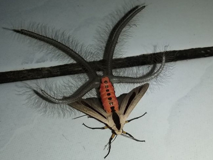 Мотылек creatonotos gangis