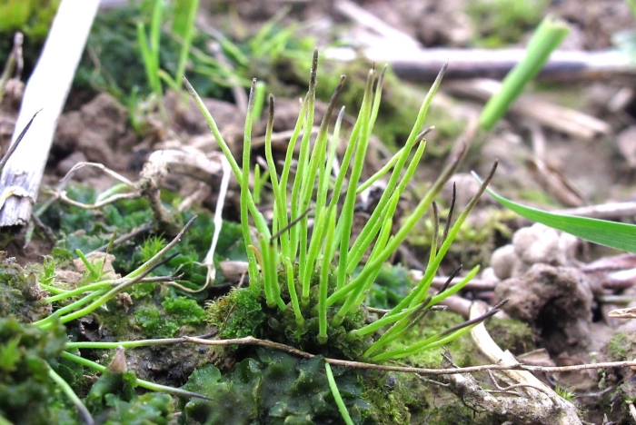 Антоцерос гладкий