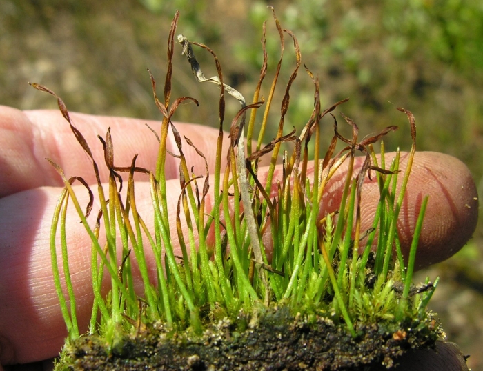 Антоцеротовые мхи