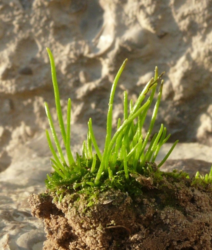 Anthoceros dichotomus