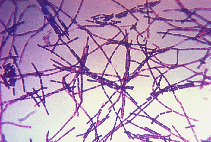 Bacillus anthracis сибирская язва