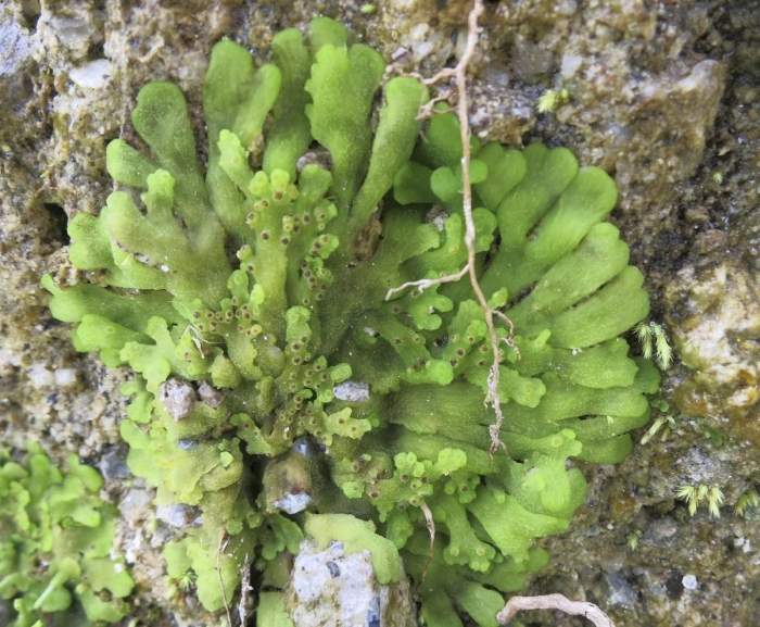 Печеночные мхи риччия