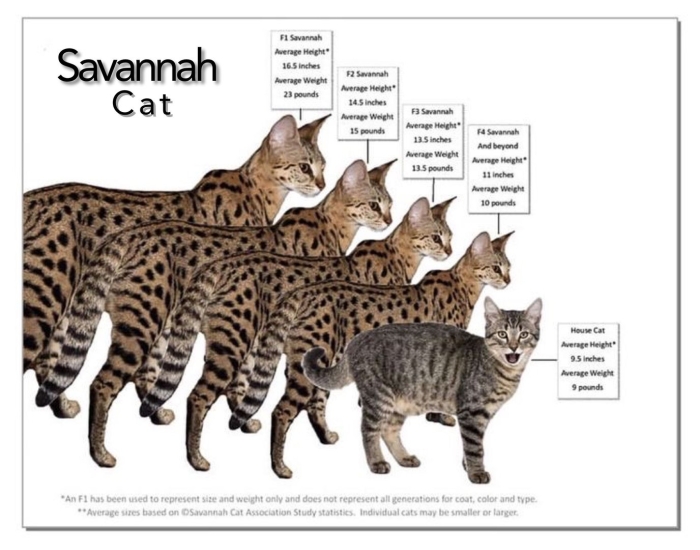 Бенгальская саванна кошка