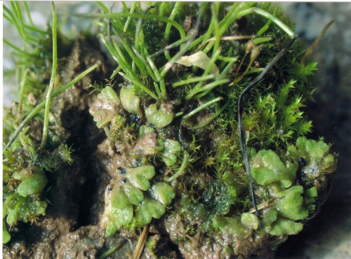 Fissidens splachnobryoides