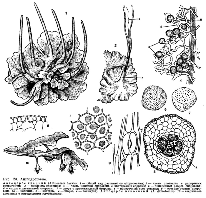 Устьице антоцеротовых