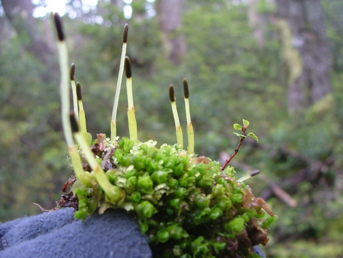 Aulacomnium androgynum