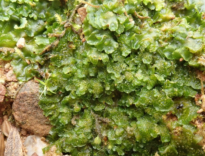 Антоцерос мох