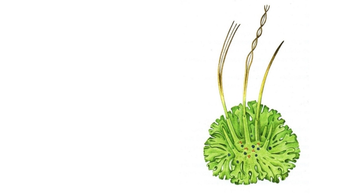 Маршанция изменчивая строение