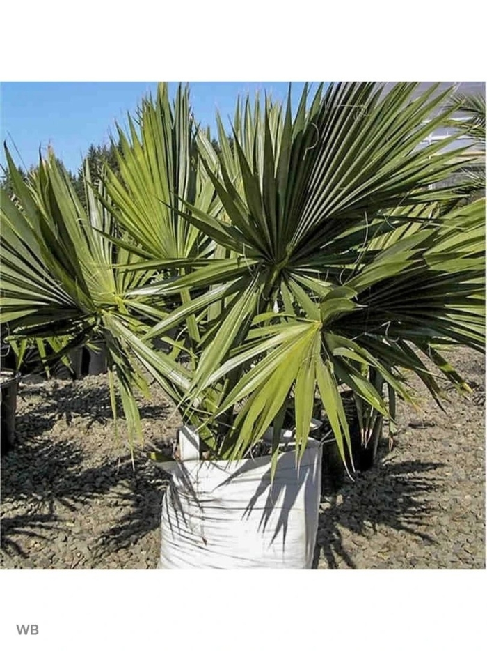 Пальма вашингтония