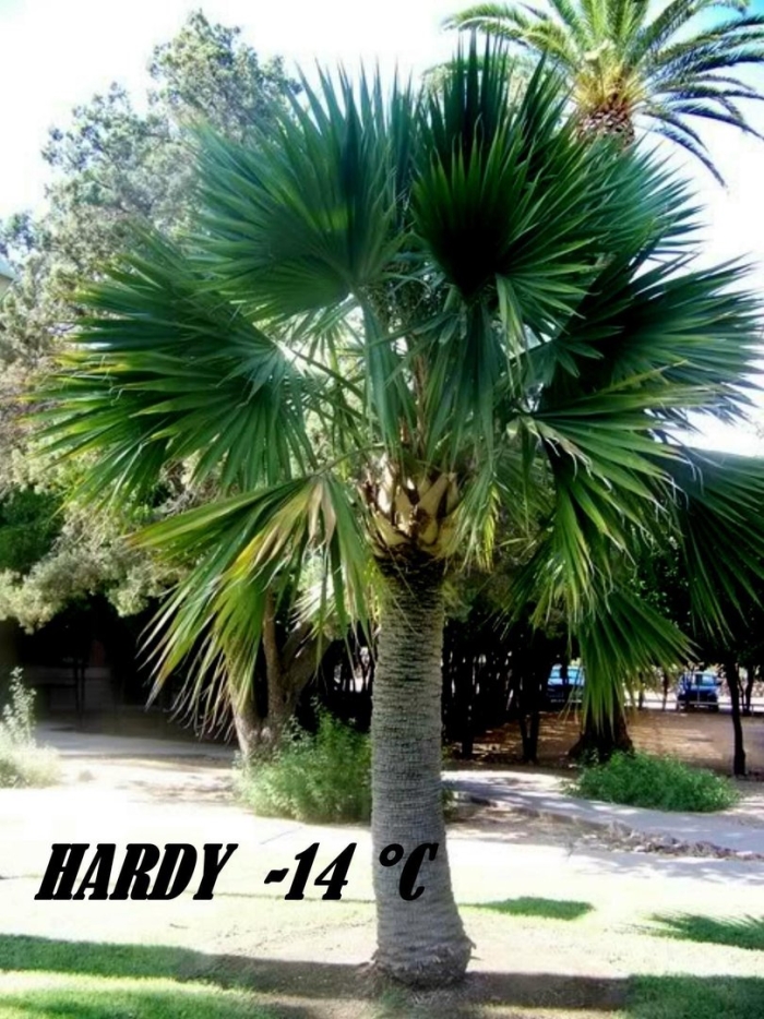 Пальма трахикарпус