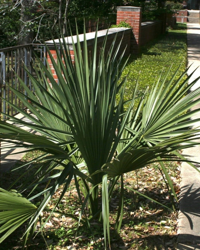 Сабаль малый пальма