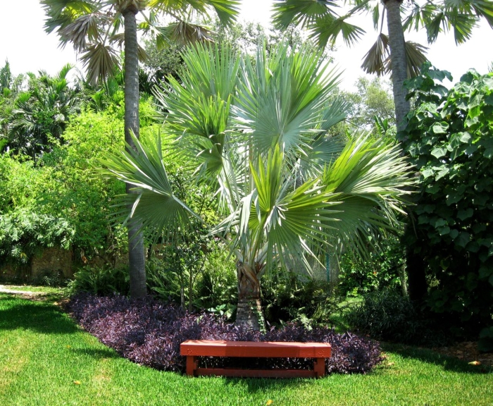 Вашингтония пальма