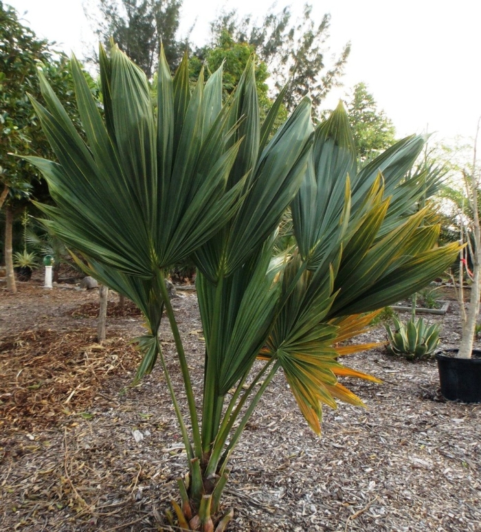 Сабаль пальмовидный