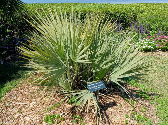 Наноропс ритчи пальма