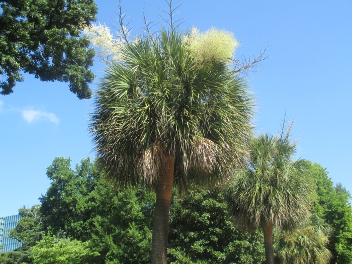 Palmetto trees