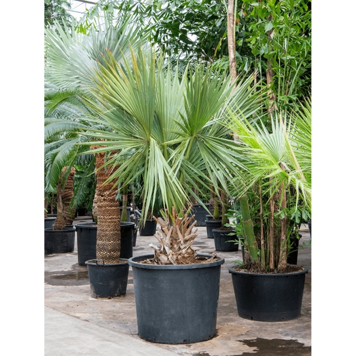 Пальма вашингтония филифера