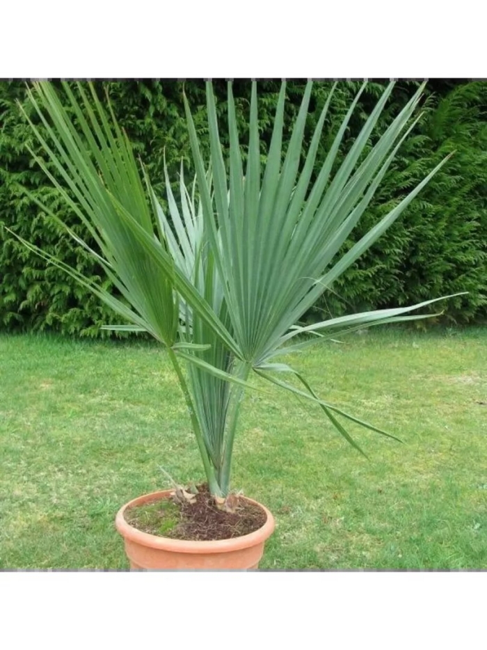 Сабаль малый пальма