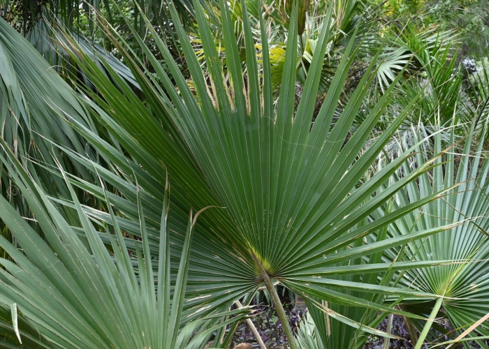 Веерная пальма