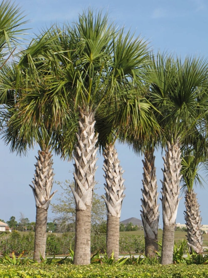 Types of palm trees