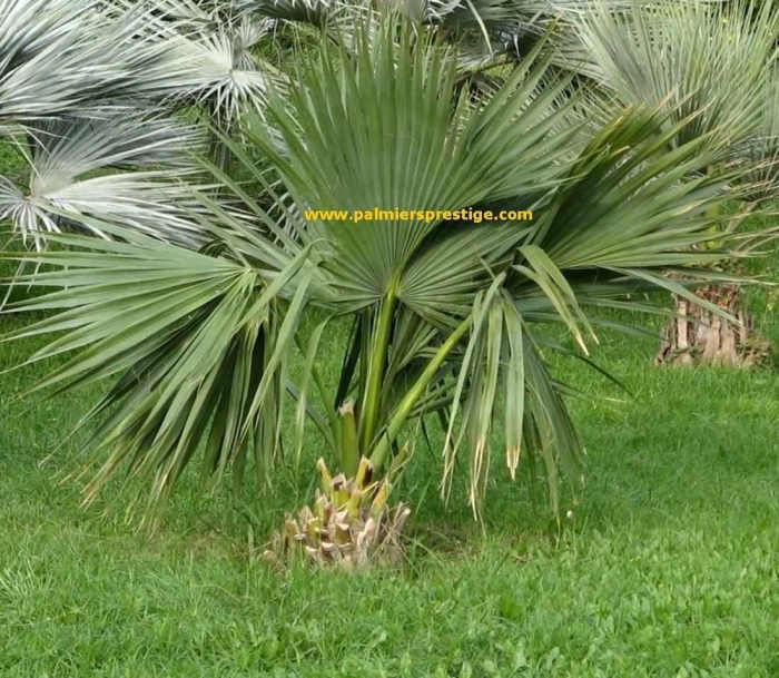 Пальма трахикарпус фортуна