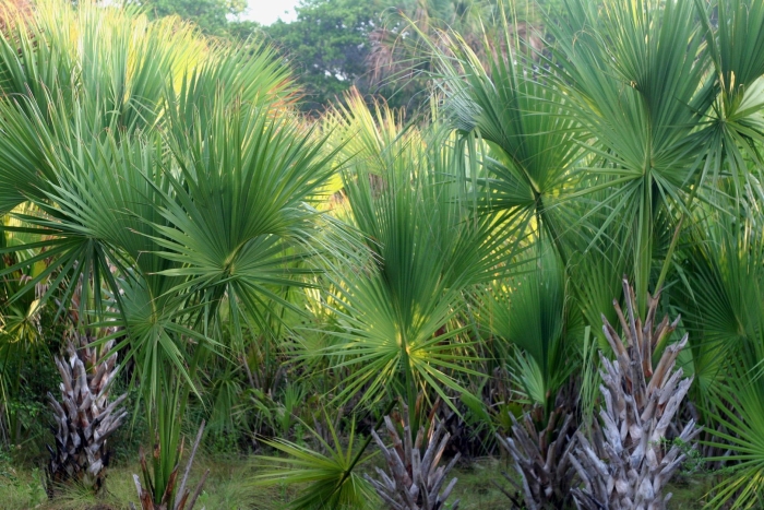Сабаль сереноа пальма ползучая palmetto serenoa