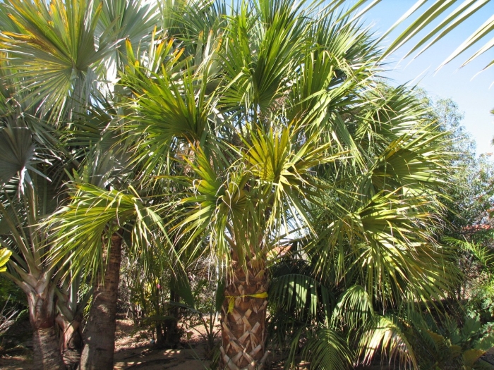 Trachycarpus fortunei