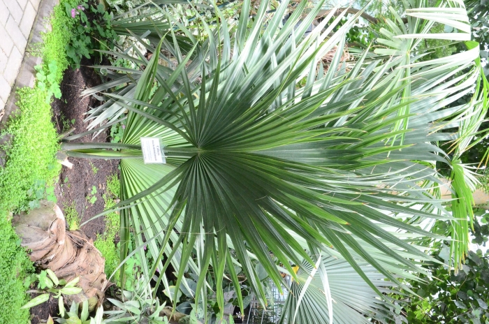 Веерная пальма ливистона