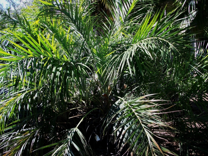 Archontophoenix cunninghamiana