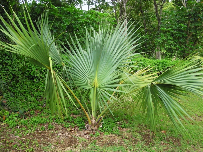 Пальма трахикарпус (trachycarpus)