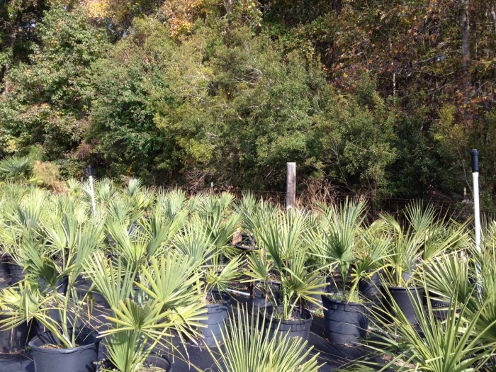 Сабаль малый