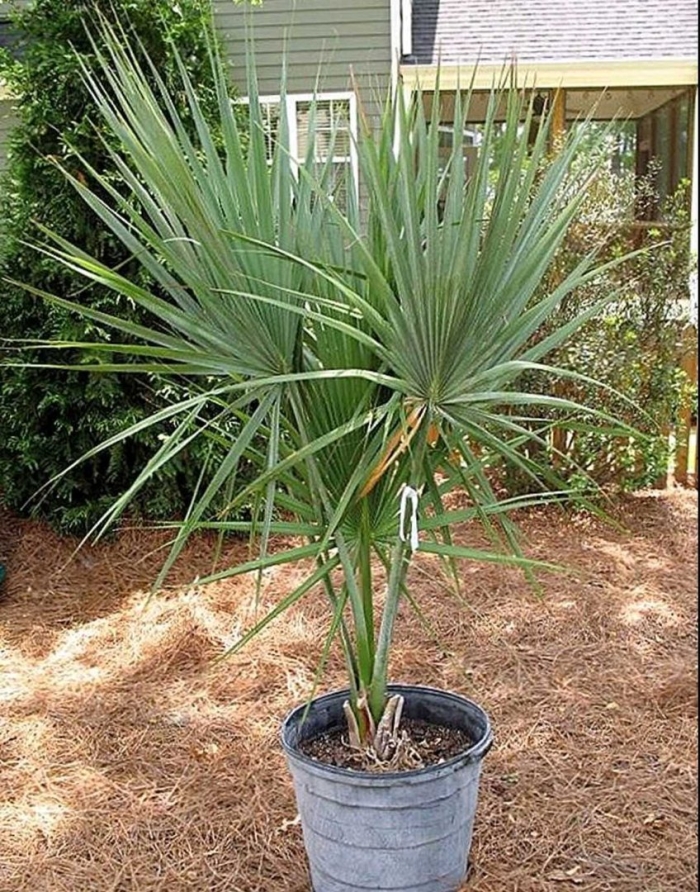 Хамеропс humilis