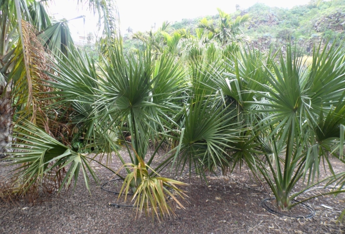 Пальма сабаль