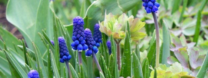 Мускари azureum